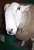more sheep