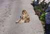 monkey