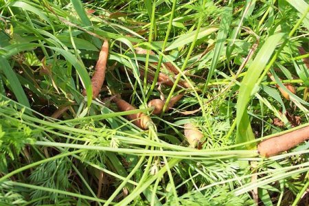 carrots