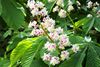 flowering tree