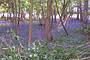 bluebells