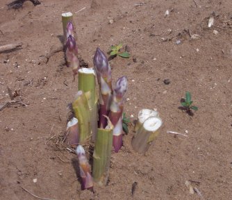 asparagus