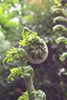 fern