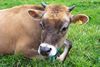 cow